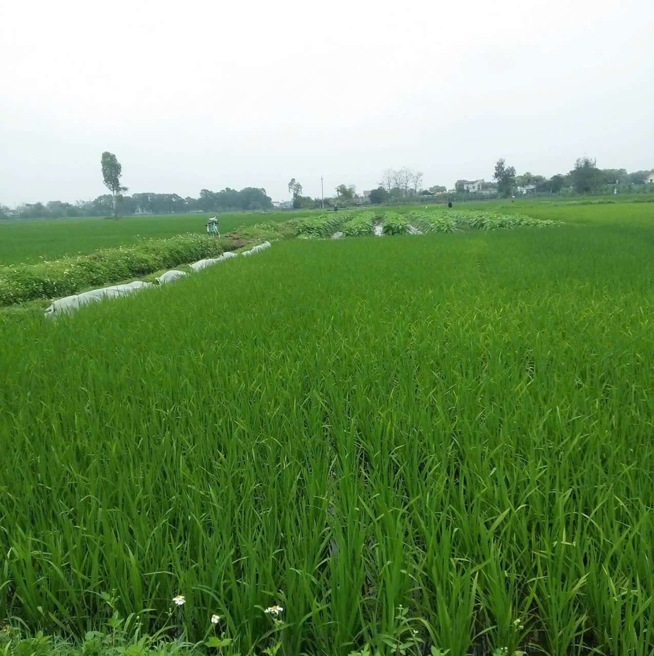 Đoàn Mạnh Khôi
